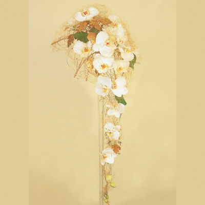 Phalaenopsis&nbsp;i&nbsp;gull